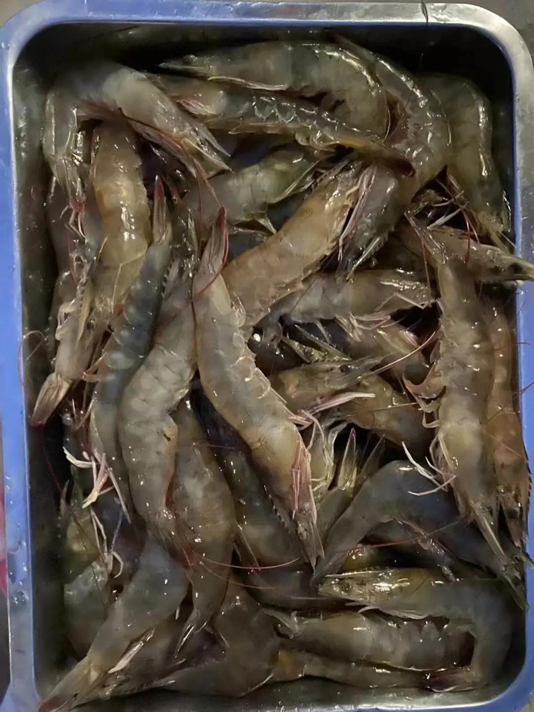 曲阜九仙山烤全羊,五莲九仙山风景区烤羊