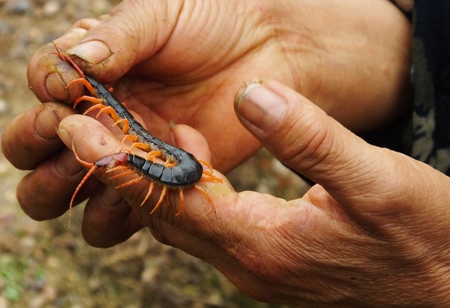 民间虫子入药土方法,黑色软体蠕动的虫子可以入药