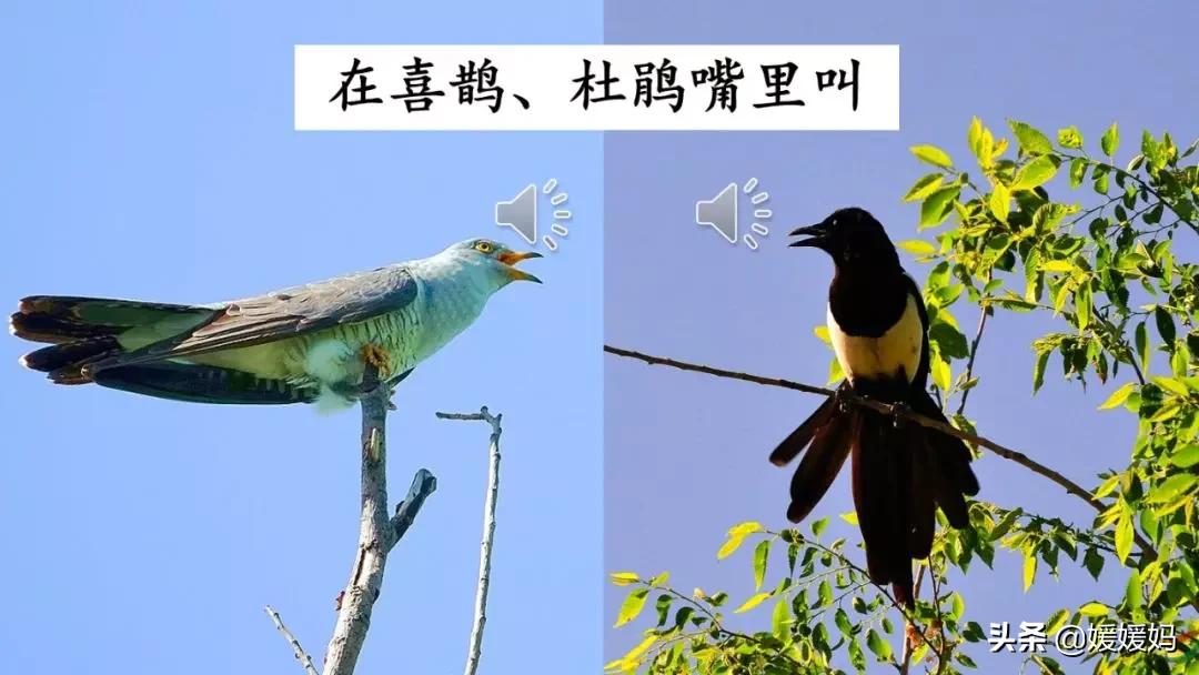 找春天二年级下册仿写第8自然段,找春天二年级下册朗读123自然段