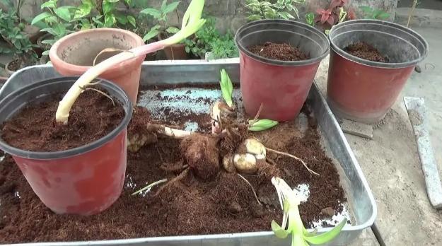 百合花有百年好合之称,百合花寓意吉祥图片