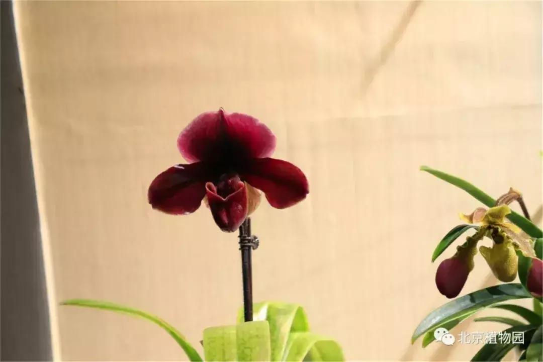 美美美！海淀这个地儿，万株兰花惊艳来袭，你招架的住吗？