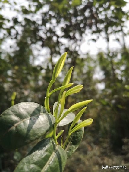 秀秀书院黄帝内经读书会,秀秀书院道德经读书视频