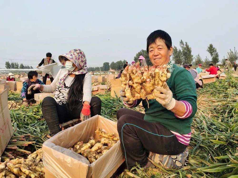 山东省农民收购鲜姜价格视频,大量求购黄姜种植