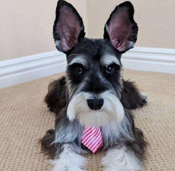 不容易掉毛无体味的小型犬,掉毛少体味小的中小型犬