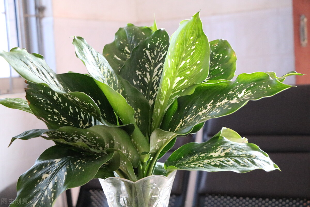 养猫咪不能养的植物,养猫咪的5大隐形危害