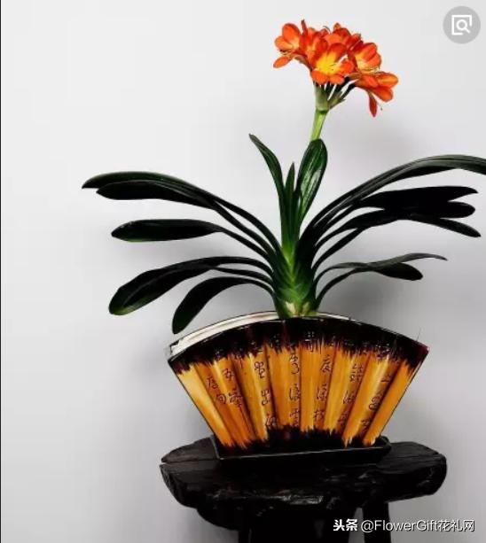 君子兰夹箭后要多浇水还是少浇水,养护君子兰需要什么盆土