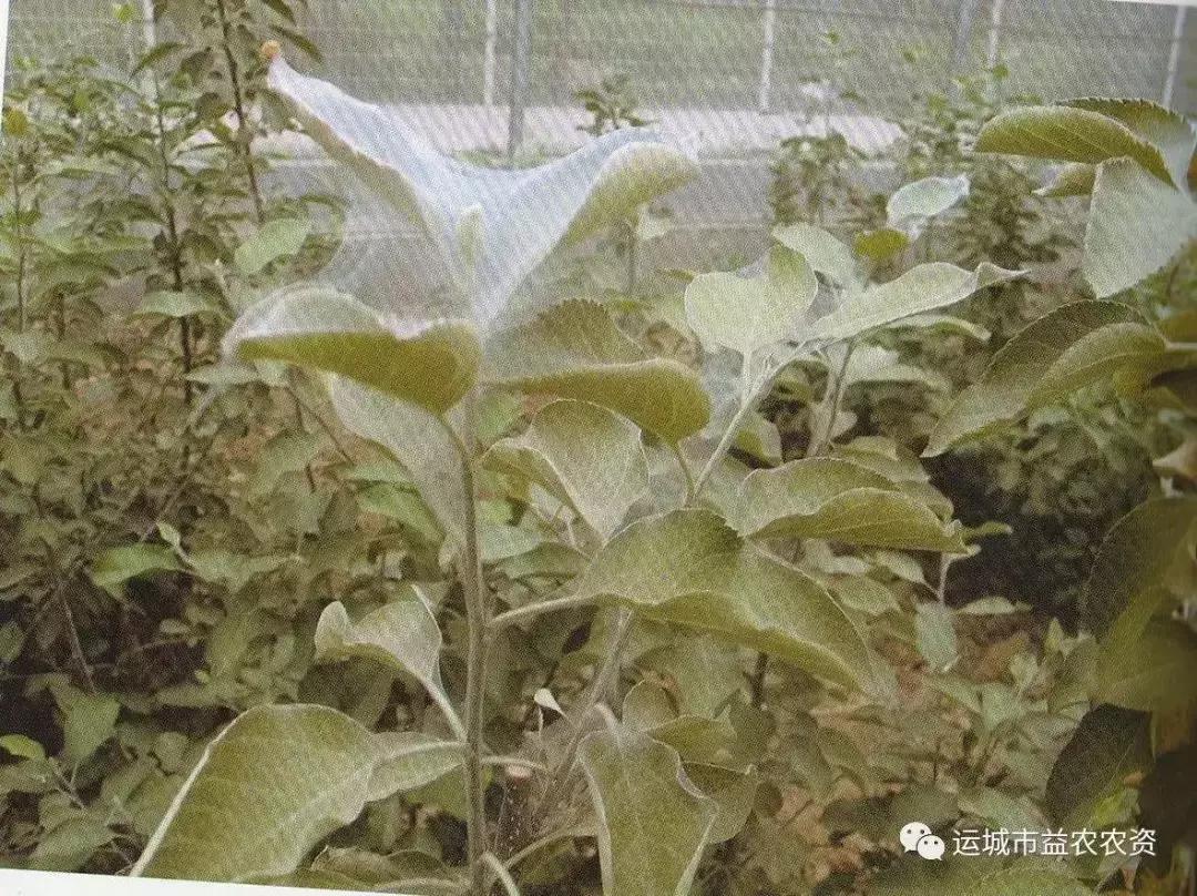 樱桃的常见病虫害及防治方法,樱桃常见虫害防治方案