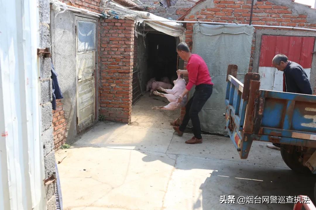 月黑风高偷猪崽，蜀黍叫你“赔了夫人又折兵”！