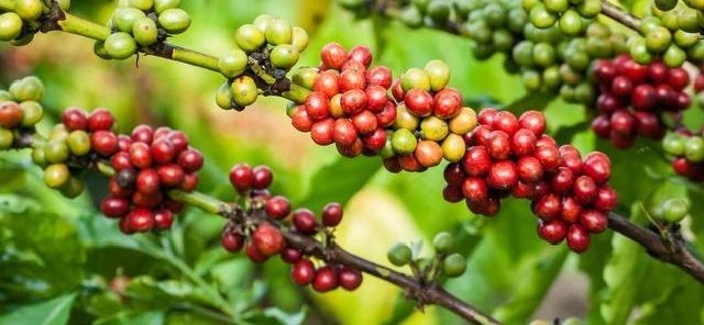 你喝的进口咖啡其实是国产咖啡,巴西进口咖啡和国产咖啡的区别