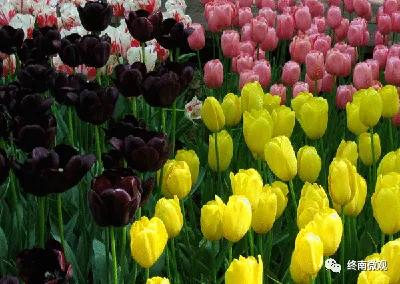 日本国花是什么花啊,全世界各国的国花是什么花