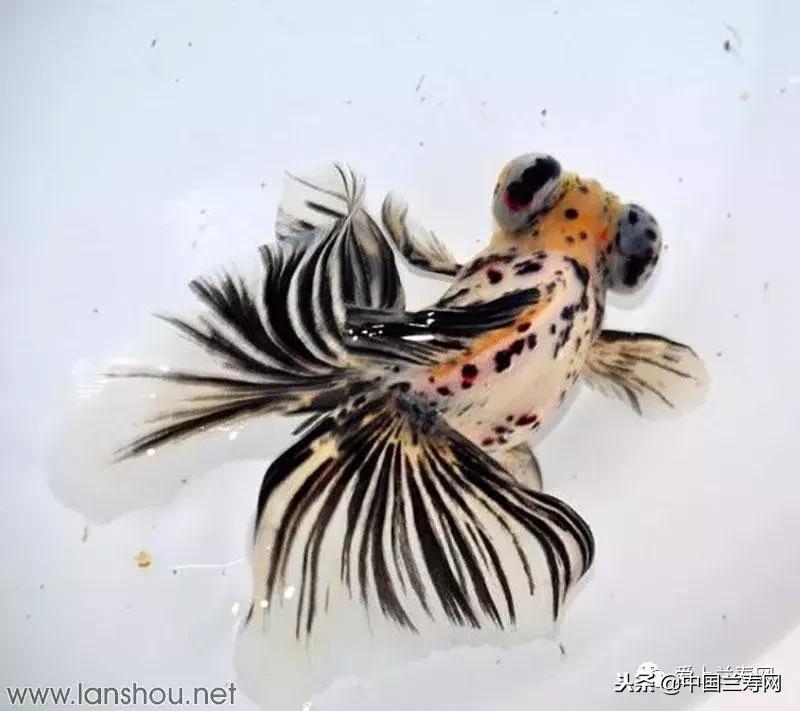 生命力最大的金鱼品种有哪些,十大最好的金鱼品种