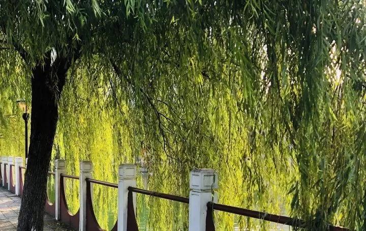 南京财经大学红山学院长什么样,南京财经大学红山学院院系数量