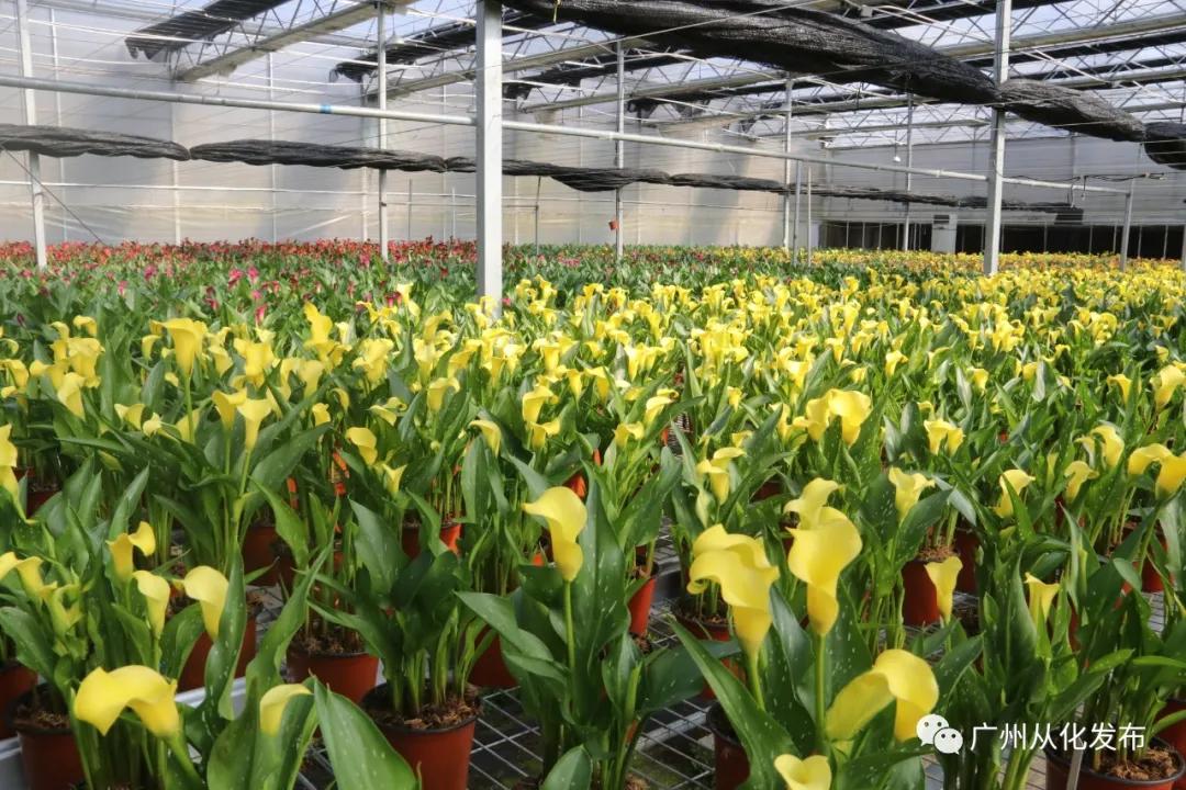 广州花市蝴蝶兰销量,花卉销量