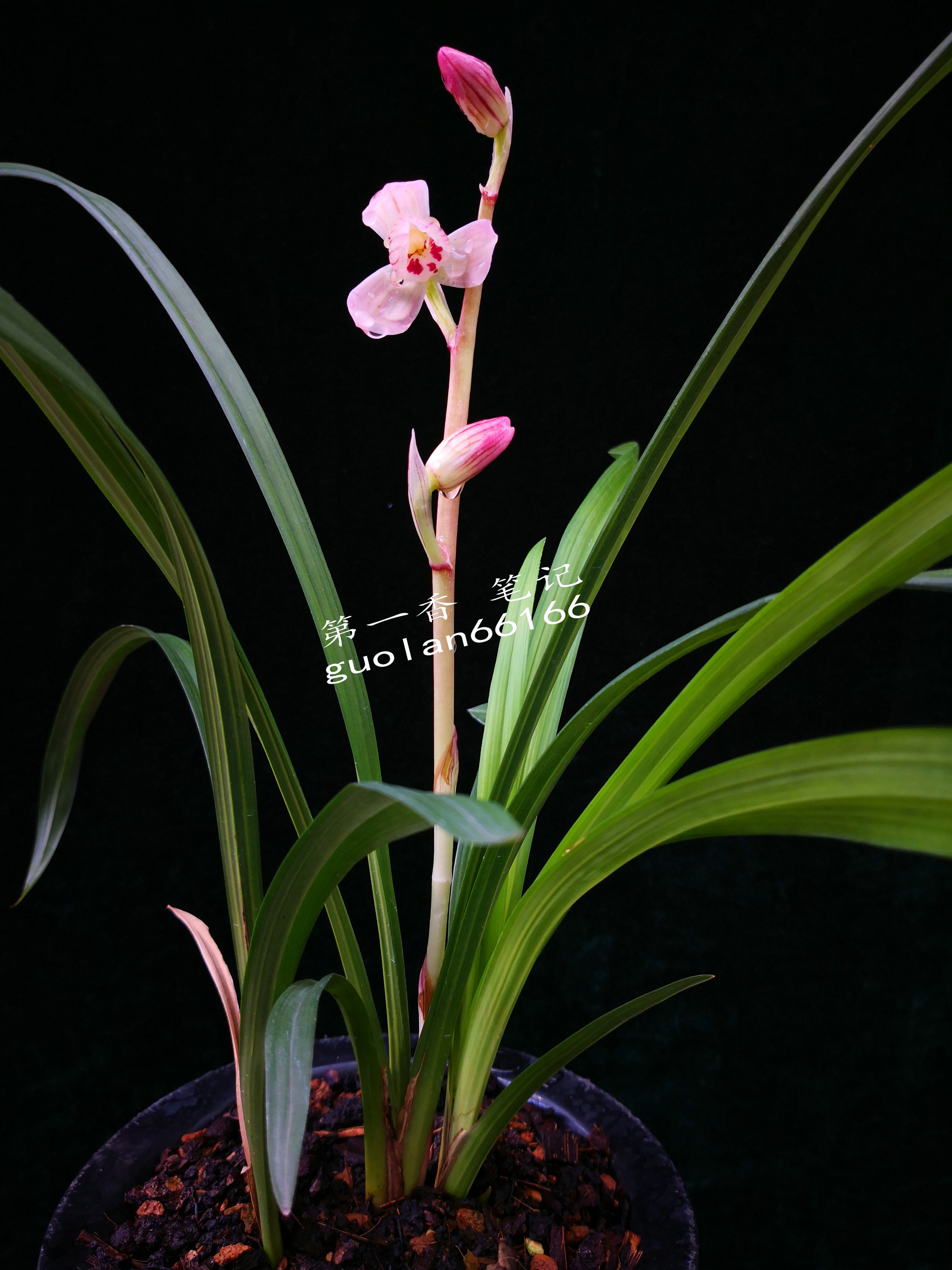 586：西南部兰市热火朝天-莲瓣兰大众化铭品交易量迅猛