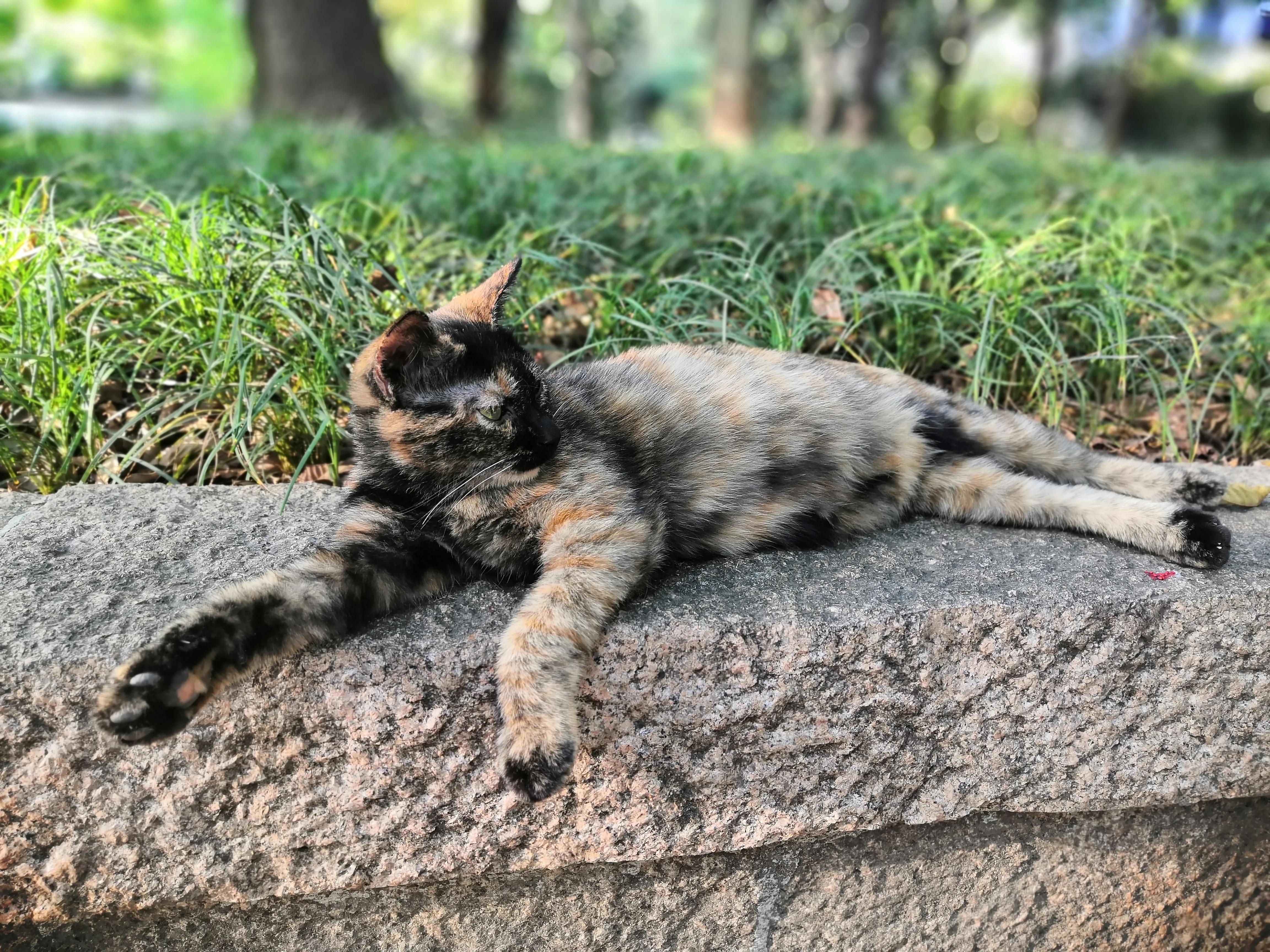 苏州西园寺值得一去吗,苏州西园寺旅游攻略