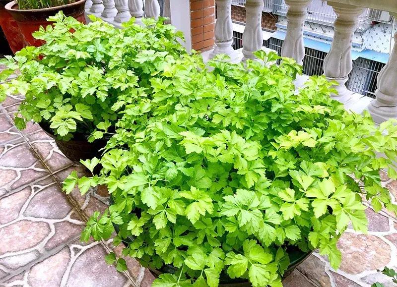 小众且美味的蔬菜,惊艳爽口的蔬菜