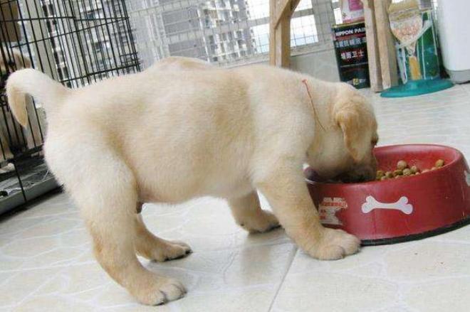 拉布拉多的性格特点和脾气,巧克力色拉布拉多的特点