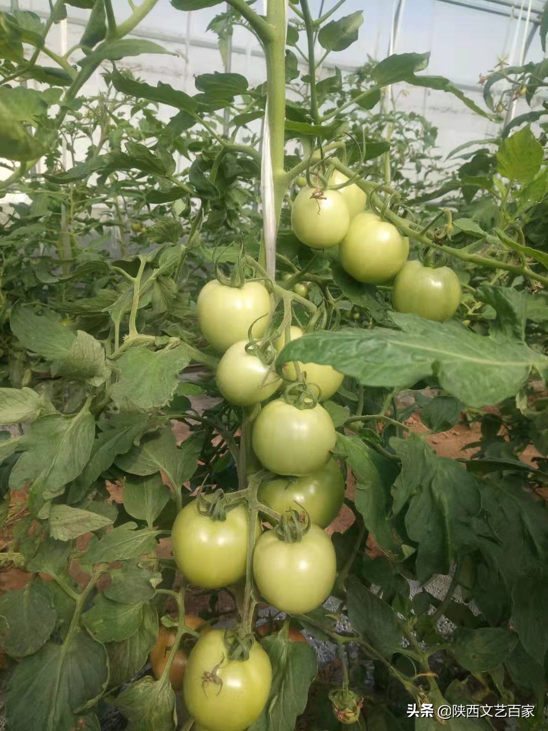 高标准农田土壤改良方法,李宝智三农在线直播