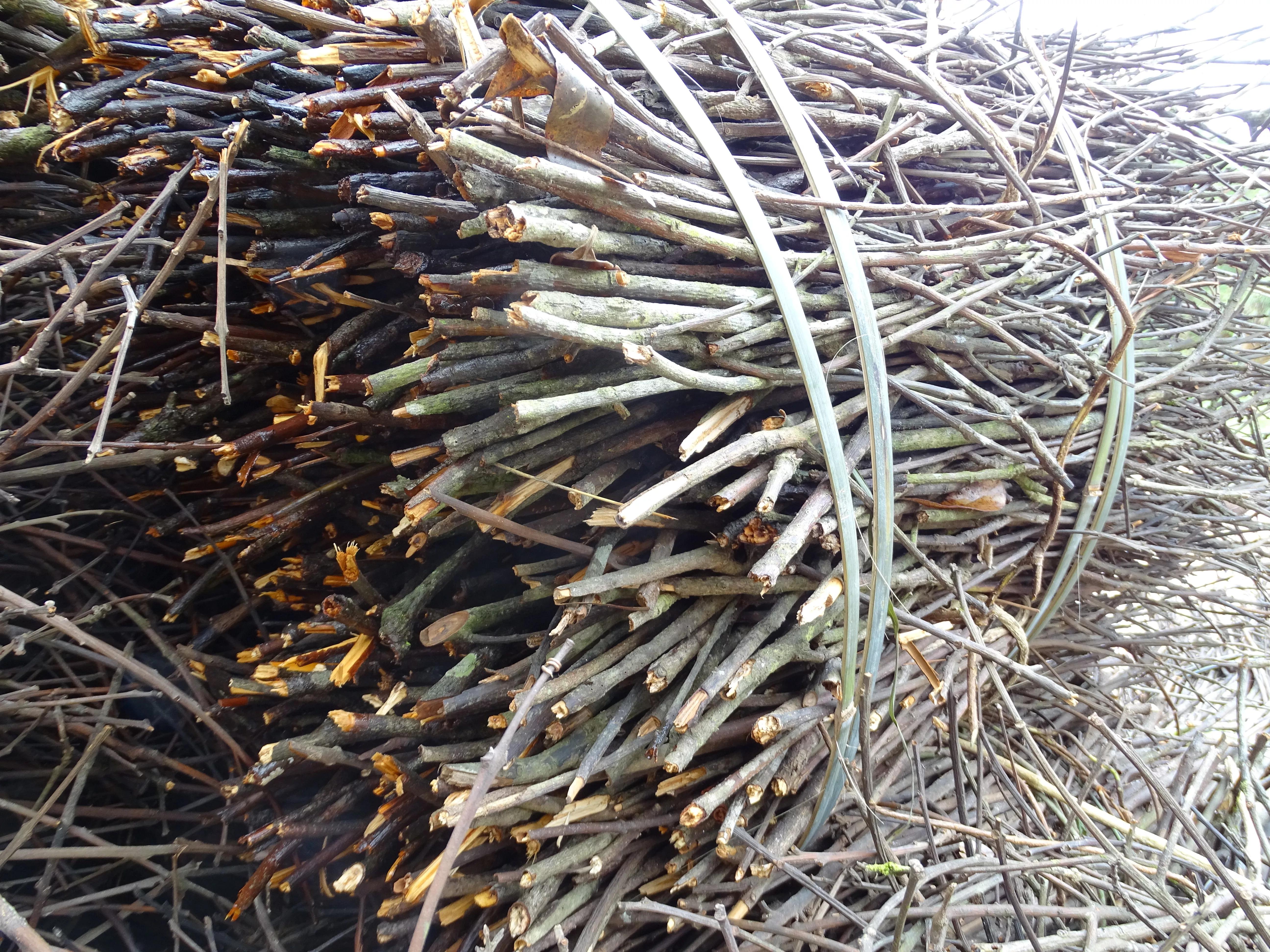 广西野生中药都有哪些,广西有名的中药是什么