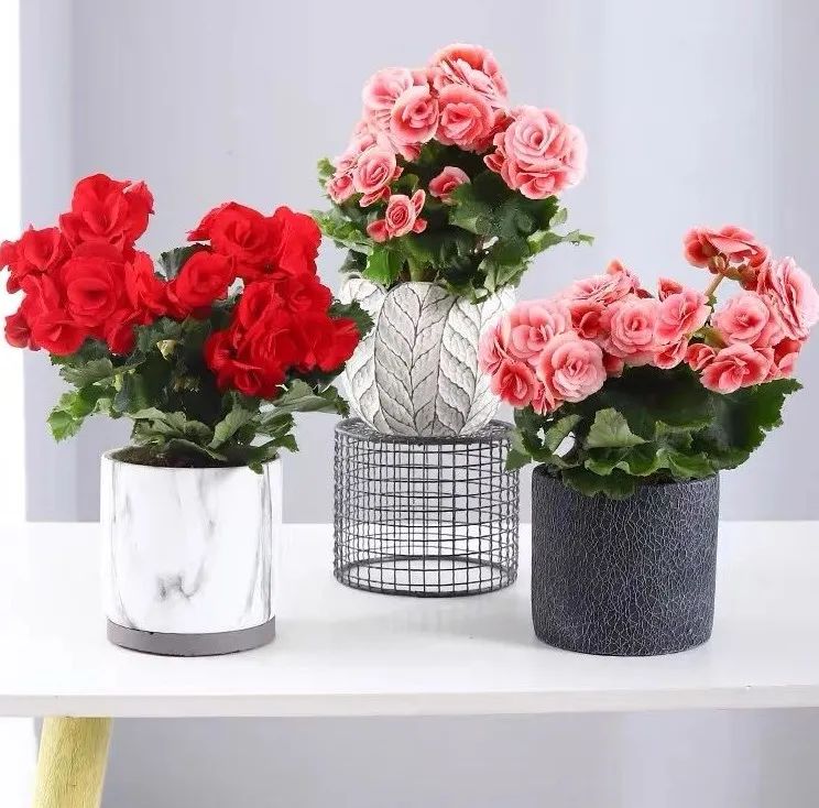 丽格海棠怎么养才能更旺盛呢,丽格海棠怎样能开花饱满