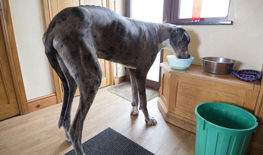 6大狗狗是狗界中的长腿欧巴,狗界中最败家的6大狗狗