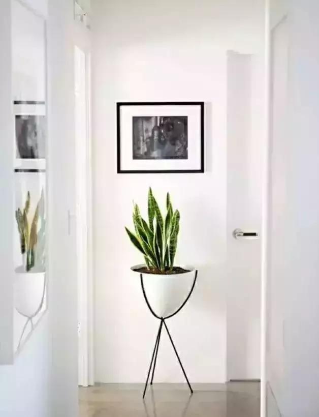 什么植物甲醛吸附好,房间里吸收甲醛的植物有哪些