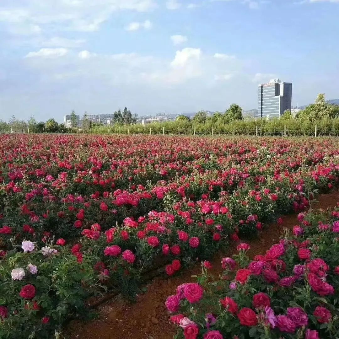 全国高校食堂美食排名,高校美食大赏隔壁都馋哭了