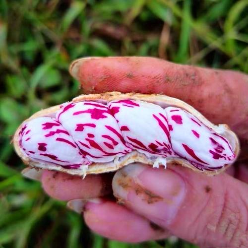 七彩花生是不是转基因花生,云南新鲜带泥七彩花生