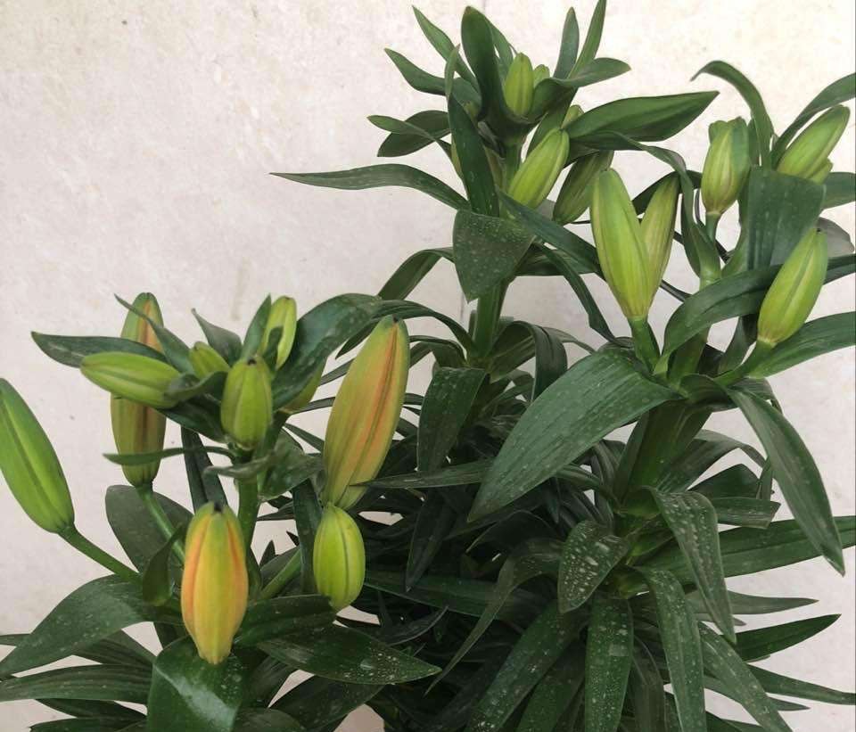 盆栽百合花怎么养多开花,盆栽百合花的正确方法图片