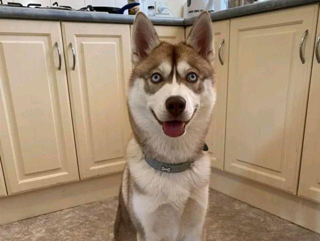 哈士奇和野兽打架,哈士奇和各个动物打架