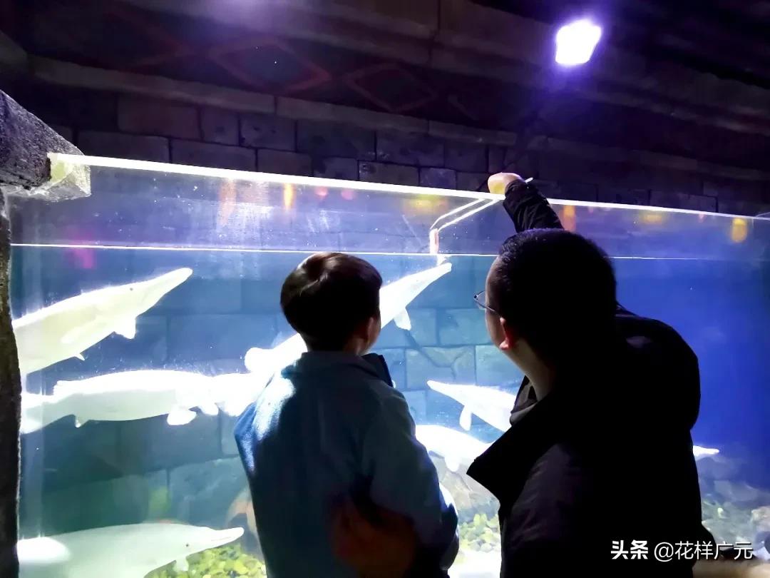 十大凶猛的淡水鱼鳄雀鳝,十大凶猛淡水鱼鳄雀鳝