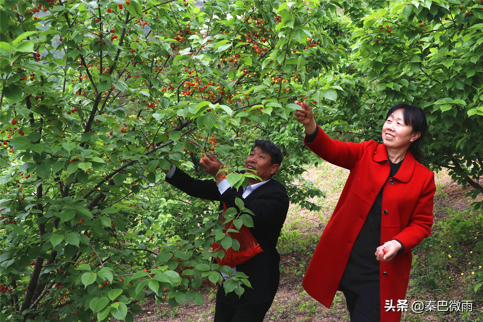 安康旬阳段家河樱桃湾,旬阳市段家河镇樱桃熟了