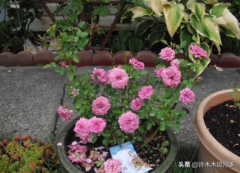 大花浓香四季开花的月季有哪些,黑紫色的月季花有哪些