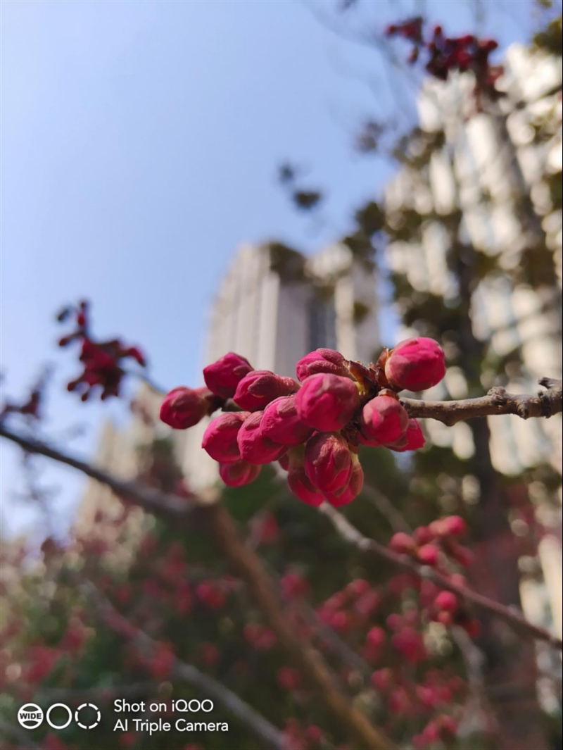 vivoiqoo骁龙855的手机有什么,骁龙855以上的iqoo手机有哪些