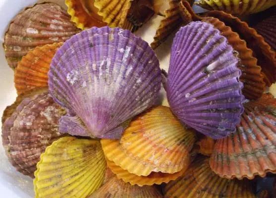 大连吃扇贝去哪吃,大连的扇贝有哪几个品种