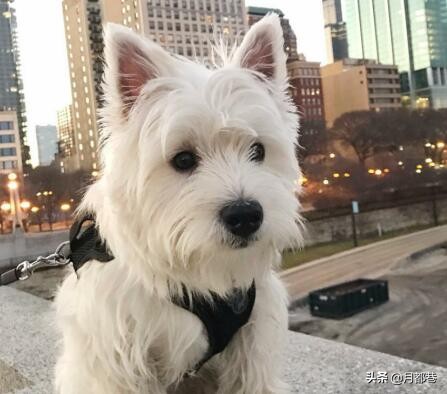 西高地白梗长大毛会多吗,纯种西高地白梗掉毛吗