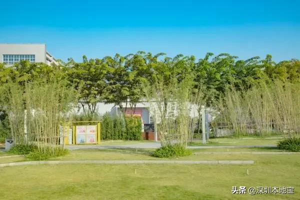 深圳免费的景点有哪些地方,深圳有哪些免费又好玩的地方景点