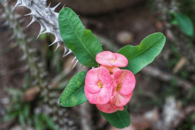 绿萝有毒长寿花有毒吗,绿萝有毒吗什么花有毒