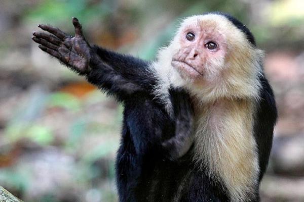 卷尾猴智商有多高,卷尾猴拿石头砸窗户