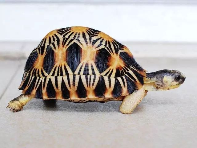 龟类大百科,大眼睛龟类