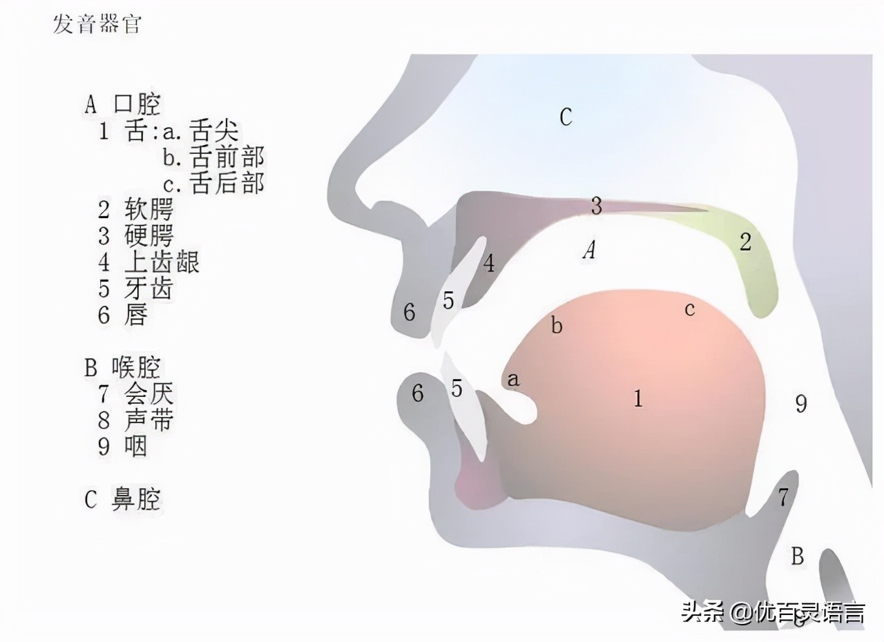 公诉人发音吐字训练,发音吐字清晰训练法教案