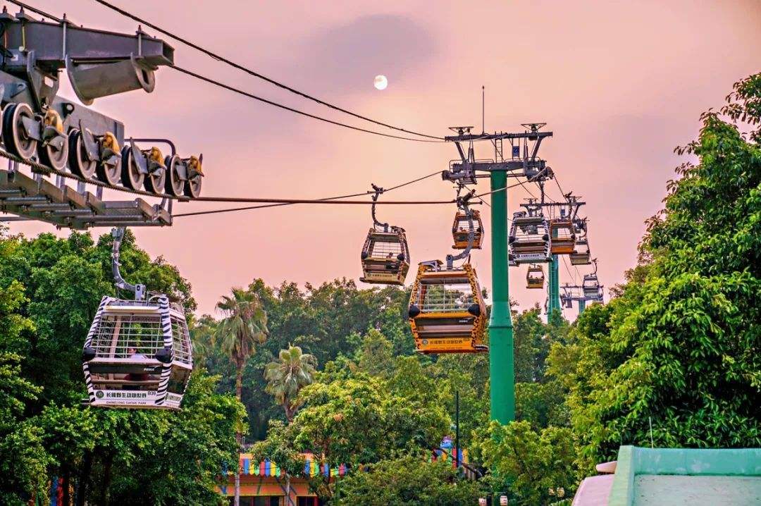 哪里有大熊猫动物园,国宝级大熊猫动物园