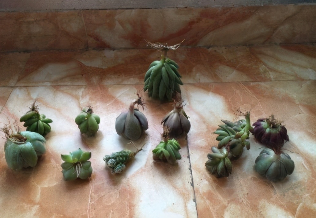 超全多肉术语42种多肉入门术语图文详解让你一文搞懂多肉术语