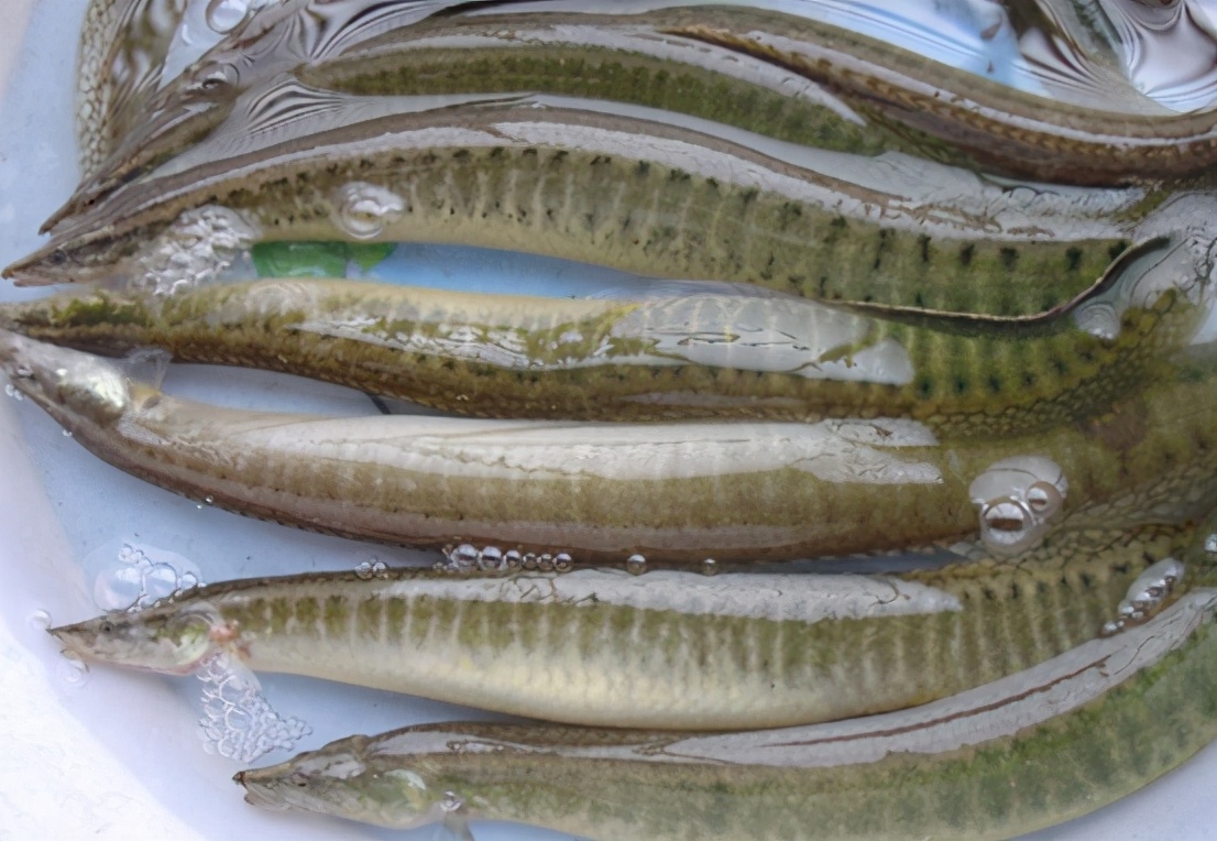 湖南土特产泥鳅,湖南野生青泥鳅