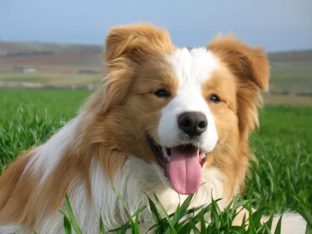 边牧聪明翻车,边牧聪明为什么边牧不当警犬