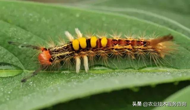 柑橘虫害高清图谱及防治方法,柑橘虫害物理消灭