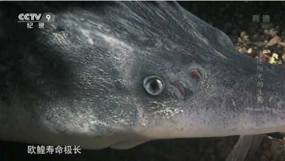 欧鰉寿命极短？不不不，欧鰉寿命极长！