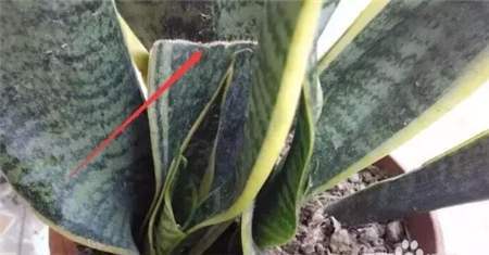 虎皮兰叶片有斑点怎么处理,虎皮兰叶子有黑斑是怎么回事