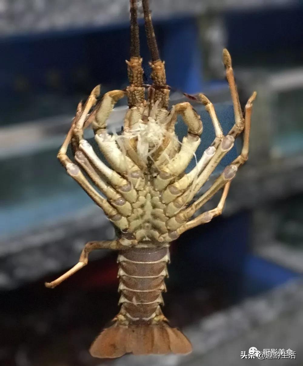 世界上的各种龙虾,世界上最大龙虾