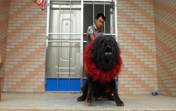 清晨醒来养了三年的狗在舔媳妇的大肚子，儿子流产医生说多亏这狗